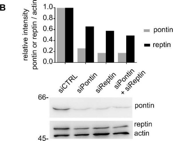 Fig.1.B showing Western Blotting in a Homo sapiens (Human) sample from the publication: VPS72/YL1-Mediated H2A.Z Deposition Is Required for Nuclear Reassembly after Mitosis.
