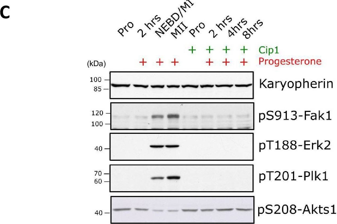 Fig.10.C showing Western Blotting from the publication: Decoding protein phosphorylation during oocyte meiotic divisions using phosphoproteomics.