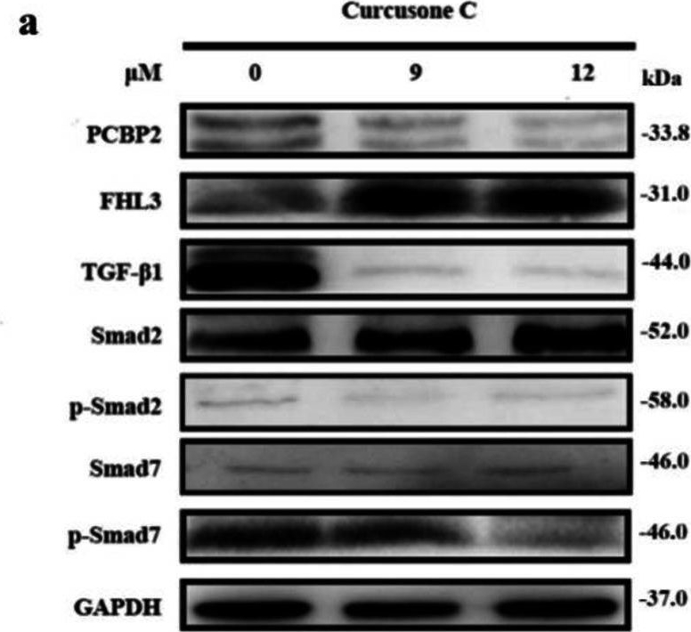 Fig.3.A showing Western Blotting from the publication: Unveiling poly(rC)-binding protein 2 as the target protein for curcusone C against prostate cancer: mechanism validation through click chemistry-activity based proteomics profiling approach.