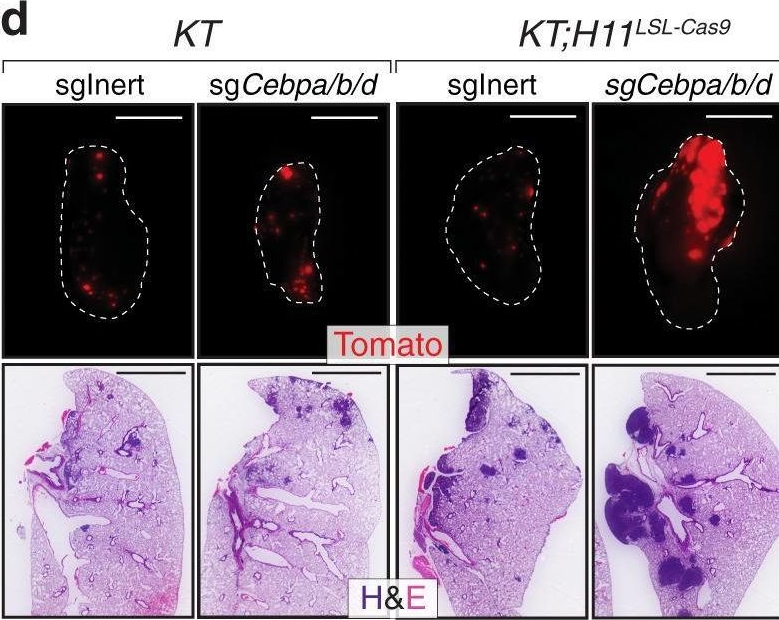 Fig.5.D from the publication: LKB1 drives stasis and C/EBP-mediated reprogramming to an alveolar type II fate in lung cancer.