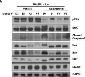 Fig.4.H showing Western Blotting from the publication: MEK inhibitor cobimetinib increases calreticulin and induces immune modulation in TNBC.