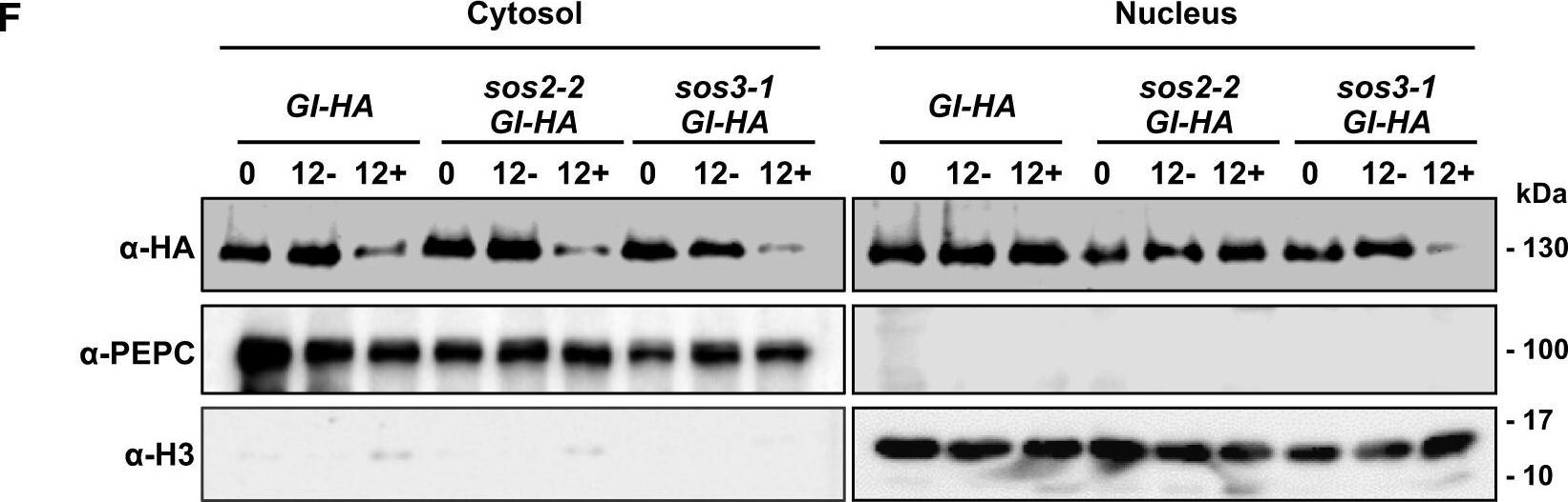 Fig.2.F showing Western Blotting in a Nicotiana benthamiana sample from the publication: S-acylated and nucleus-localized SALT OVERLY SENSITIVE3/CALCINEURIN B-LIKE4 stabilizes GIGANTEA to regulate Arabidopsis flowering time under salt stress.