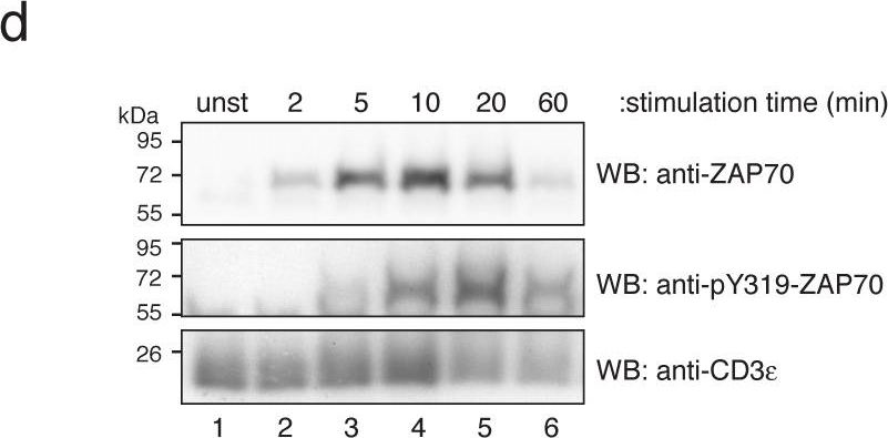 Fig.1.D showing Western Blotting in a Mus musculus (House mouse) sample from the publication: Quantitative analysis of protein phosphorylations and interactions by multi-colour IP-FCM as an input for kinetic modelling of signalling networks.