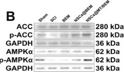 Fig.8.B showing Western Blotting in a Homo sapiens (Human) sample from the publication: Melatonin-incorporated brain extracellular matrix hydrogel enhances NSCs mitochondrial metabolism to promote neuroregeneration via the AMPK-PGC-1α-NRF1/TFAM axis after spinal cord injury.