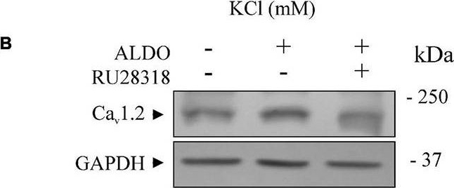 Fig.1.B showing Western Blotting in a Rattus norvegicus (Rat) sample from the publication: Aldosterone-Induced Sarco/Endoplasmic Reticulum Ca2+ Pump Upregulation Counterbalances Cav1.2-Mediated Ca2+ Influx in Mesenteric Arteries.