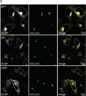 Fig.5.C showing Immunocytochemistry-immunofluorescence in a Cricetulus griseus (Chinese hamster) sample from the publication: Glutamine sensing licenses cholesterol synthesis.