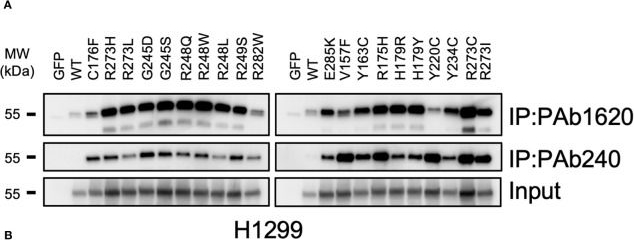 Fig.4.A showing Western Blotting from the publication: AI-powered discovery of a novel p53-Y220C reactivator.