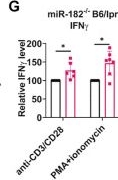 Fig.7.G from the publication: Deletion of microRNA-183-96-182 Cluster in Lymphocytes Suppresses Anti-DsDNA Autoantibody Production and IgG Deposition in the Kidneys in C57BL/6-Faslpr/lpr Mice.