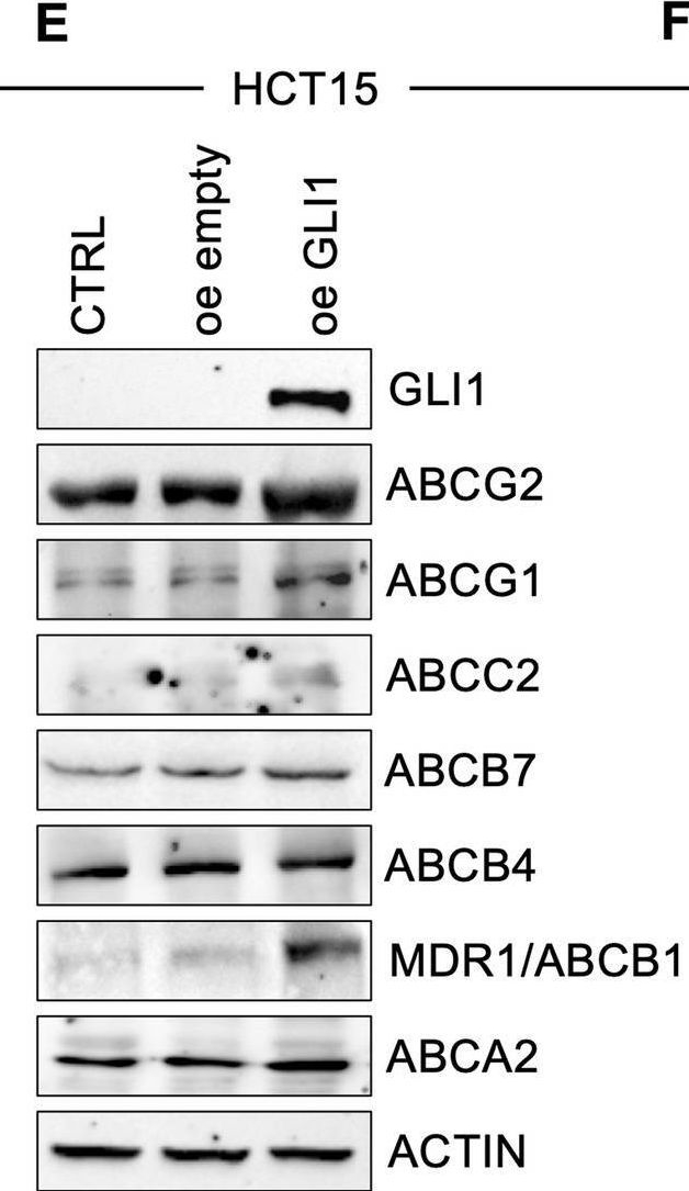 Fig.4.E showing Western Blotting in a Homo sapiens (Human) sample from the publication: Hedgehog-GLI signalling promotes chemoresistance through the regulation of ABC transporters in colorectal cancer cells.
