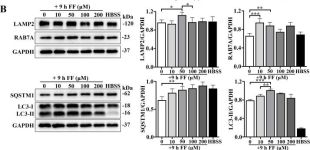 GAPDH (D4C6R) Mouse Monoclonal Antibody | Cell Signaling Technology