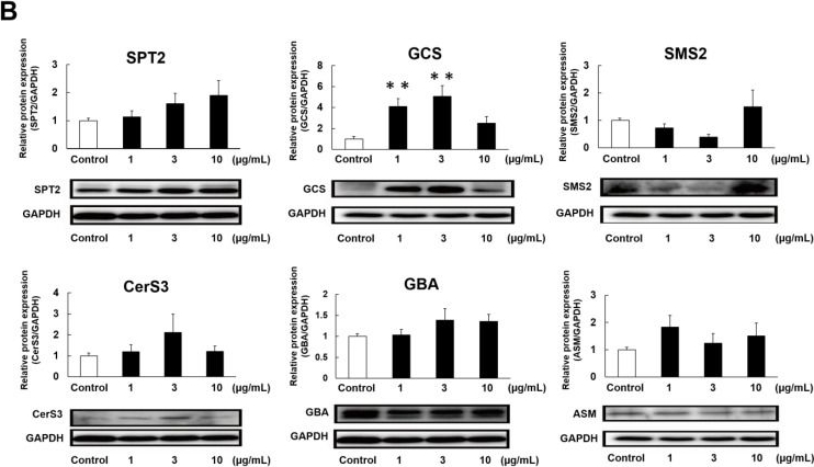 Fig.6.B showing Western Blotting in a Homo sapiens (Human) sample from the publication: Comparative Study on Epidermal Moisturizing Effects and Hydration Mechanisms of Rice-Derived Glucosylceramides and Ceramides.