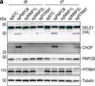 Fig.7.A showing Western Blotting from the publication: DELE1 tracks perturbed protein import and processing in human mitochondria.