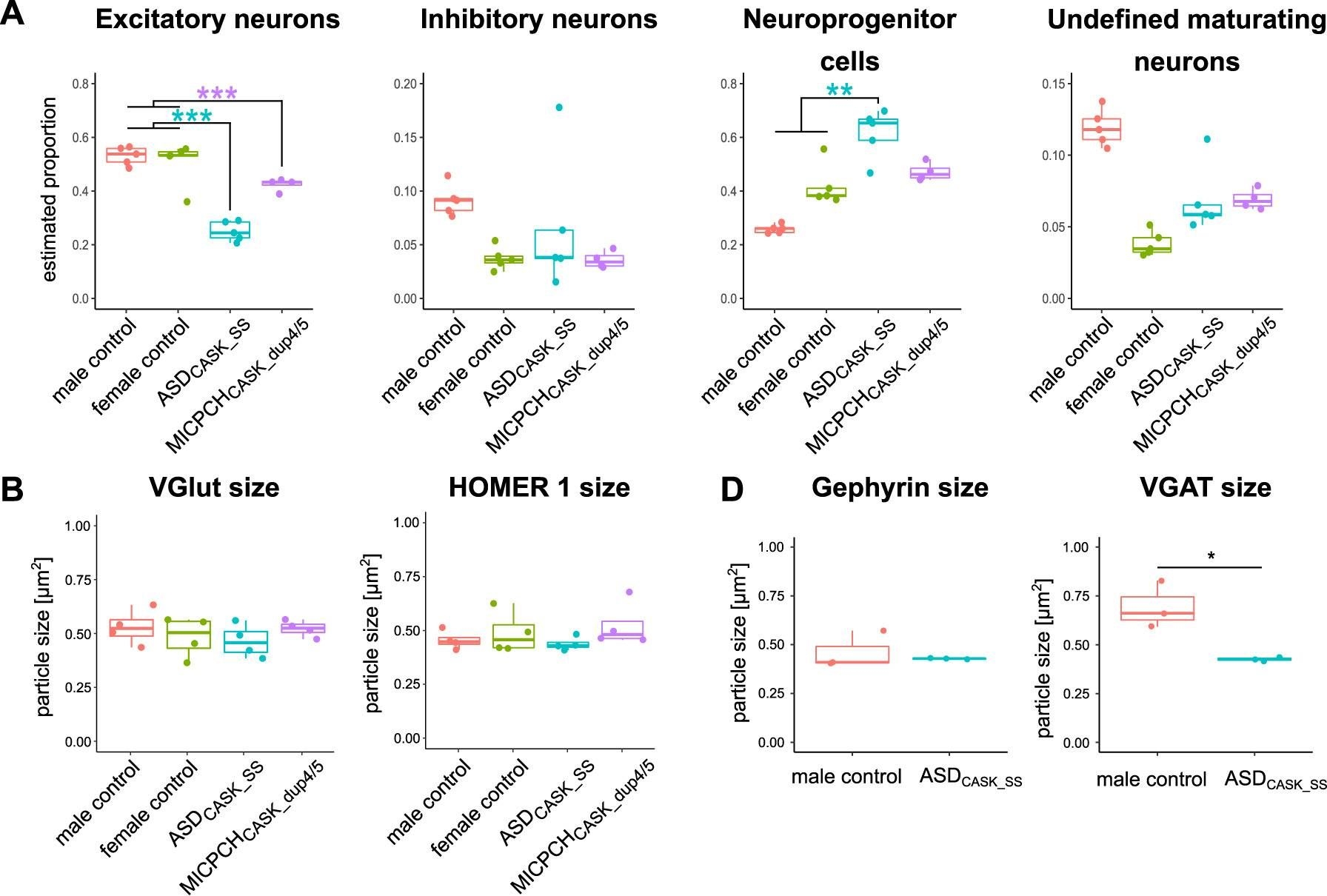 Fig.4.A showing Simple Western - Size in a Homo sapiens (Human) sample from the publication: Presynaptic dysfunction in CASK-related neurodevelopmental disorders.