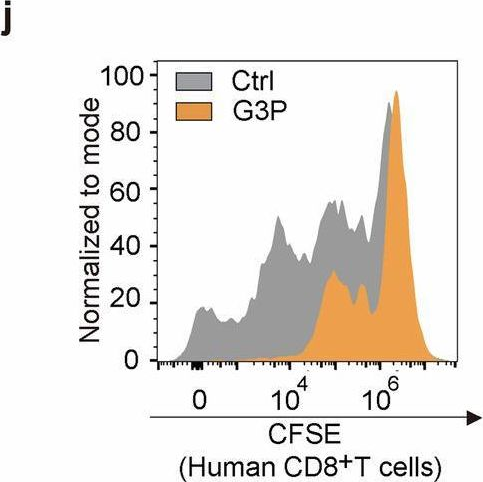 Fig.3.I showing Flow cytometry/Cell sorting from the publication: VCP downstream metabolite glycerol-3-phosphate (G3P) inhibits CD8+T cells function in the HCC microenvironment.