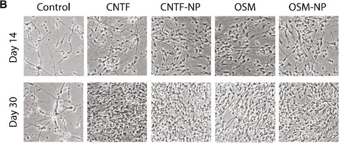 Fig.2.B from the publication: Retinal Protection by Sustained Nanoparticle Delivery of Oncostatin M and Ciliary Neurotrophic Factor Into Rodent Models of Retinal Degeneration.