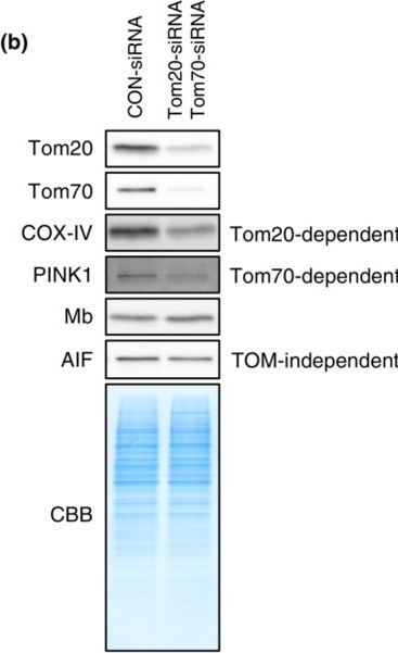 Fig.6.B showing Western Blotting in a Mus musculus (House mouse) sample from the publication: TOM complex-independent transport pathway of myoglobin into mitochondria in C2C12 myotubes.
