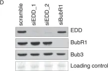 Fig.5.D showing Western Blotting from the publication: EDD, a ubiquitin-protein ligase of the N-end rule pathway, associates with spindle assembly checkpoint components and regulates the mitotic response to nocodazole.