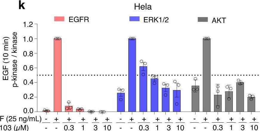 Fig.2.K from the publication: A fluorogenic probe for predicting treatment response in non-small cell lung cancer with EGFR-activating mutations.