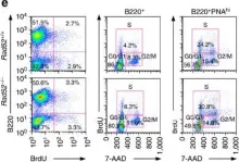 Fig.4.E showing Flow cytometry/Cell sorting in a Mus musculus (House mouse) sample from the publication: Rad52 competes with Ku70/Ku86 for binding to S-region DSB ends to modulate antibody class-switch DNA recombination.