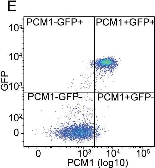Fig.2.E showing Flow cytometry/Cell sorting from the publication: Comparing the epigenetic landscape in myonuclei purified with a PCM1 antibody from a fast/glycolytic and a slow/oxidative muscle.