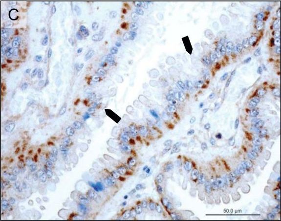 Fig.5.C showing Immunohistochemistry in a Canis lupus familiaris (Domestic dog) sample from the publication: Luteal and placental function in the bitch: spatio-temporal changes in prolactin receptor (PRLr) expression at dioestrus, pregnancy and normal and induced parturition.