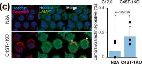 Fig.3.C showing Immunocytochemistry-immunofluorescence from the publication: Dysfunctional Chondroitin 4-O-Sulfotransferase-1 Impairs Cellular Redox State and Promotes Tau Aggregation.