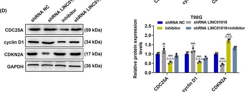 Fig.10.D showing Western Blotting in a Homo sapiens (Human) sample from the publication: LncRNA LINC01018/miR-942-5p/KNG1 axis regulates the malignant development of glioma in vitro and in vivo.