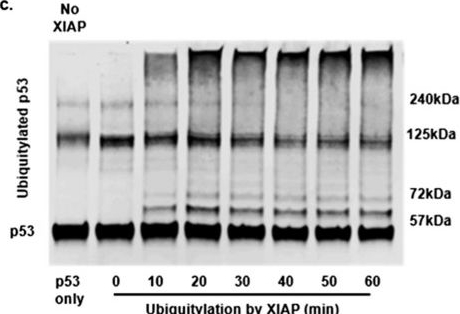 Fig.3.C showing Western Blotting from the publication: ARTS and small-molecule ARTS mimetics upregulate p53 levels by promoting the degradation of XIAP.