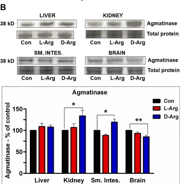 Fig.7.B showing Western Blotting in a Rattus norvegicus (Rat) sample from the publication: The effects of a comparatively higher dose of 1000 mg/kg/d of oral L- or D-arginine on the L-arginine metabolic pathways in male Sprague-Dawley rats.