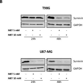 Fig.4.B showing Western Blotting from the publication: Metformin Suppresses Glioblastoma Tumor Growth and Progression Through the AMPK/FoxO3a/Survivin Axis.