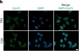 Fig.3.B showing Immunocytochemistry-immunofluorescence from the publication: Class 3 PI3K coactivates the circadian clock to promote rhythmic de novo purine synthesis.
