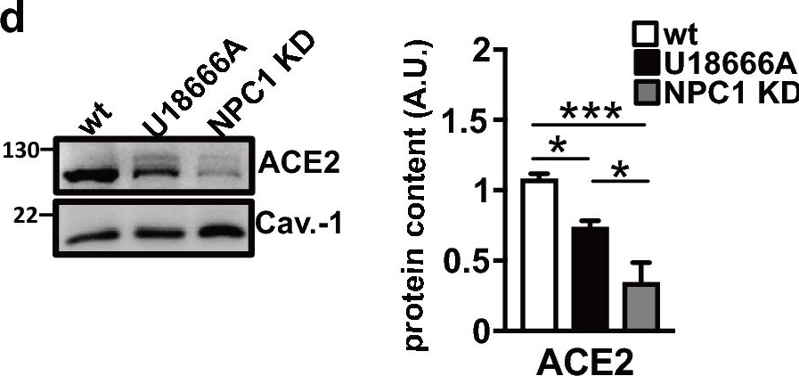 Fig.6.D showing Western Blotting in a Homo sapiens (Human) sample from the publication: The inactivation of the Niemann Pick C1 cholesterol transporter restricts SARS-CoV-2 entry into host cells by decreasing ACE2 abundance at the plasma membrane.