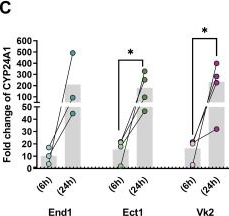 Fig.6.C from the publication: Vitamin D boosts HIV-1 resistance in female genital epithelial cells by enhancing antiviral cathelicidin expression.