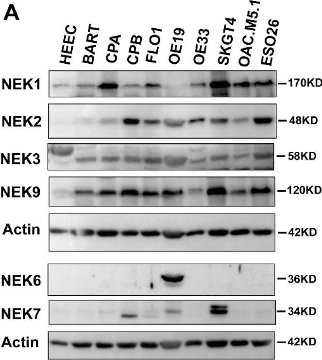 Fig.6.A showing Western Blotting from the publication: Differential Expression of NEK Kinase Family Members in Esophageal Adenocarcinoma and Barrett's Esophagus.