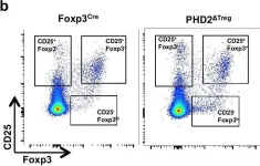 Fig.2.B showing Flow cytometry/Cell sorting in a Mus musculus (House mouse) sample from the publication: The oxygen sensor prolyl hydroxylase domain 2 regulates the in vivo suppressive capacity of regulatory T cells.