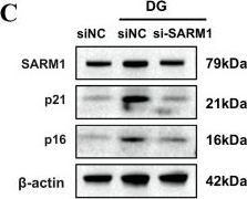 Fig.3.C showing Western Blotting from the publication: D-Pinitol Mitigates Renal Senescence via Targeting the SARM1-cGAS-STING Signaling Axis to Restore Mitochondrial Function and Dampen Inflammatory Responses.