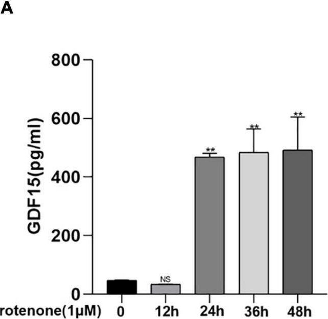 Fig.1.A showing Enzyme-linked immunosorbent assay from the publication: Growth Differentiation Factor 15 Protects SH-SY5Y Cells From Rotenone-Induced Toxicity by Suppressing Mitochondrial Apoptosis.