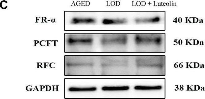 Fig.7.C showing Western Blotting in a Rattus norvegicus (Rat) sample from the publication: Luteolin Enhances Choroid Plexus 5-MTHF Brain Transport to Promote Hippocampal Neurogenesis in LOD Rats.