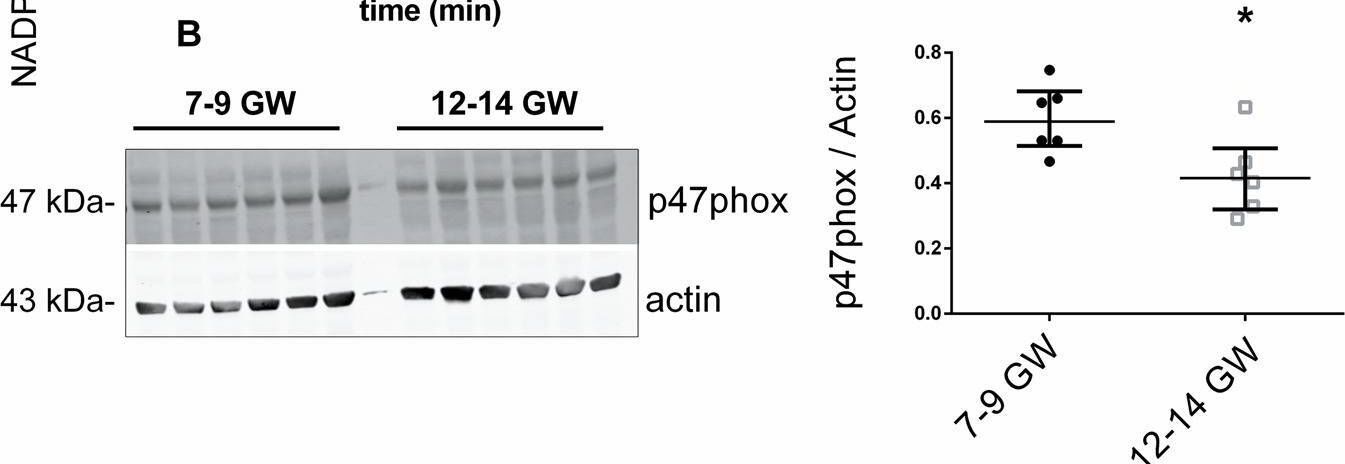Fig.3.B showing Western Blotting in a Homo sapiens (Human) sample from the publication: NADPH oxidase is the major source of placental superoxide in early pregnancy: association with MAPK pathway activation.