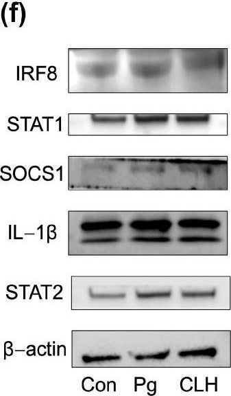 Fig.6.F showing Western Blotting from the publication: Chamomile Tincture and Lidocaine Hydrochloride Gel Ameliorates Periodontitis: A Preclinical Study.