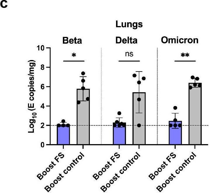 Fig.3.C from the publication: Intranasal HD-Ad-FS vaccine induces systemic and airway mucosal immunities against SARS-CoV-2 and systemic immunity against SARS-CoV-2 variants in mice and hamsters.