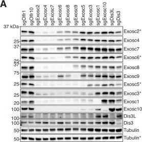 Fig.2.A showing Western Blotting from the publication: Cellular assembly and functional resilience of the mammalian RNA exosome.