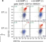 Fig.3.B showing Flow cytometry/Cell sorting in a Mus musculus (House mouse) sample from the publication: Stimulator of Interferon Genes in Classical Dendritic Cells Controls Mucosal Th17 Responses to Cyclic Dinucleotides for Host Defenses Against Microbial Infections in Gut.