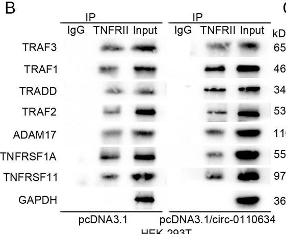 Fig.4.B showing Western Blotting in a Homo sapiens (Human) sample from the publication: Triptolide attenuates inhibition of ankylosing spondylitis-derived mesenchymal stem cells on the osteoclastogenesis through modulating exosomal transfer of circ-0110634.