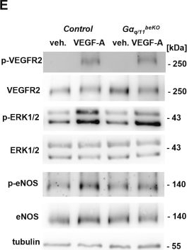 Fig.7.E showing Western Blotting in a Mus musculus (House mouse) sample from the publication: Brain endothelial Gαq/11 signalling in cerebrovascular function and cognition of aged mice.
