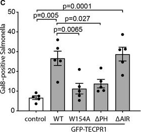 Fig.6.C from the publication: TECPR1 conjugates LC3 to damaged endomembranes upon detection of sphingomyelin exposure.
