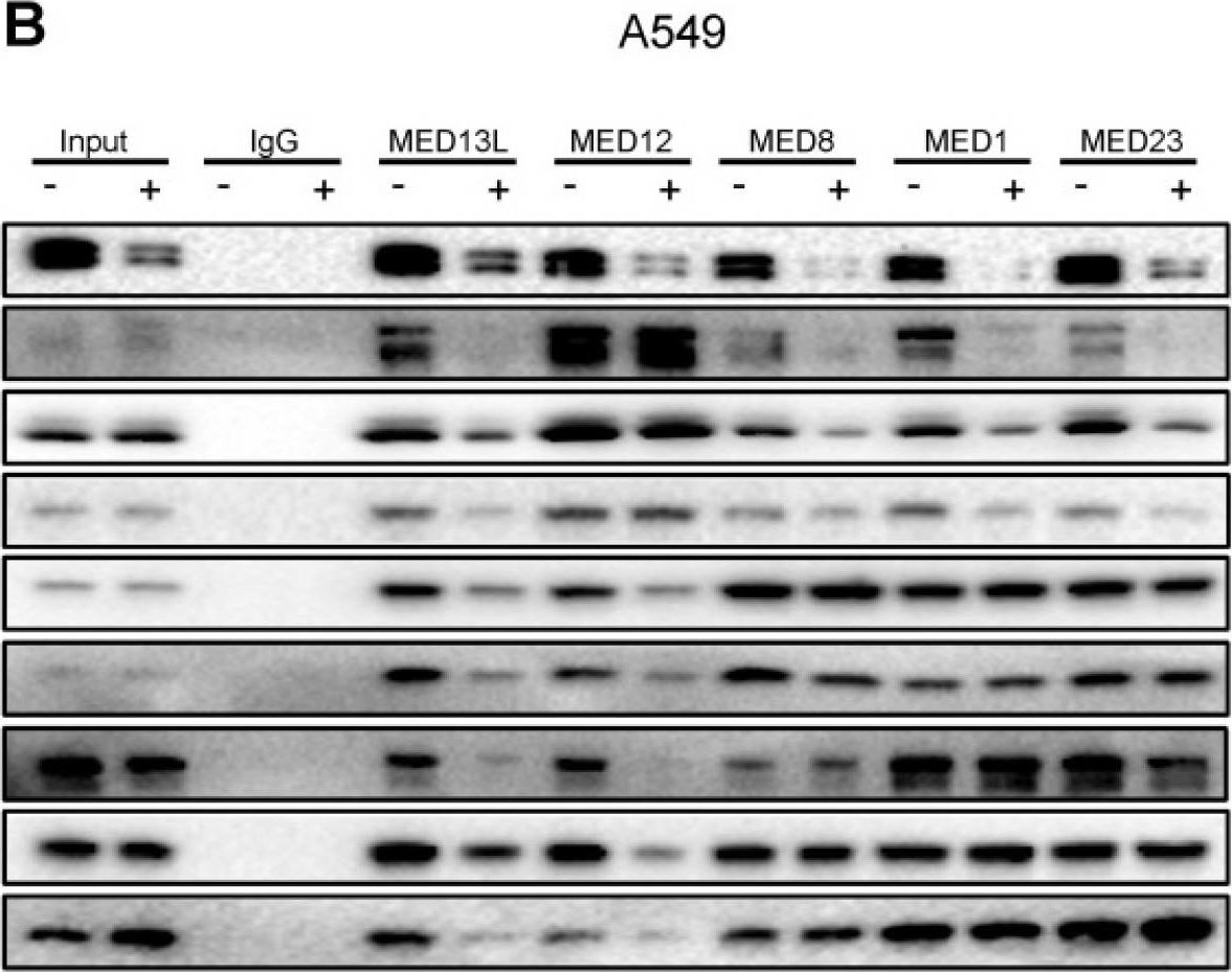 Fig.4.B showing Western Blotting in a Homo sapiens (Human) sample from the publication: MED13L integrates Mediator-regulated epigenetic control into lung cancer radiosensitivity.
