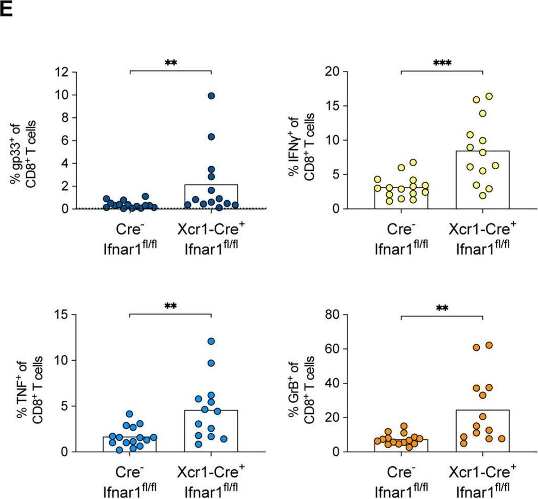 Fig.8.E showing Flow cytometry/Cell sorting in a Mus musculus (House mouse) sample from the publication: Type I interferon signaling in dendritic cells limits direct antigen presentation and CD8+ T cell responses against an arthritogenic alphavirus.