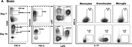 Fig.1.A showing Flow cytometry/Cell sorting in a Mus musculus (House mouse) sample from the publication: IL-10 production by granulocytes promotes Staphylococcus aureus craniotomy infection.