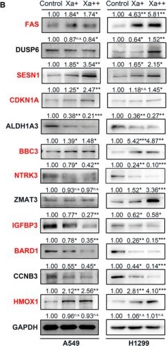 Fig.4.B showing Western Blotting from the publication: Xanthatin synergizes with cisplatin to suppress homologous recombination through JAK2/STAT4/BARD1 axis in human NSCLC cells.